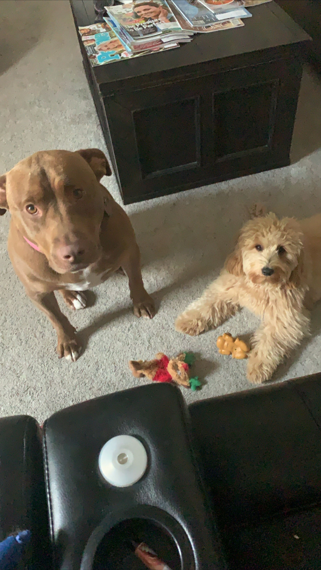 Coco Pibble & Daisy Doodle